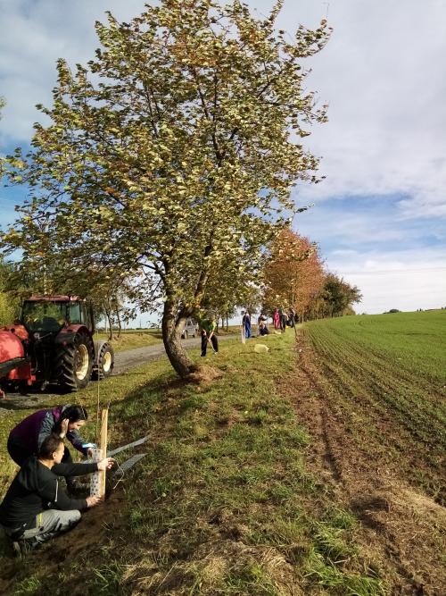 Výsadba aleje ovocných stromů na cestě z Onomyšle do Křečovic 